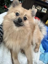 Lost Female Dog last seen Morning Ave and De Palma, Downey, CA 90241