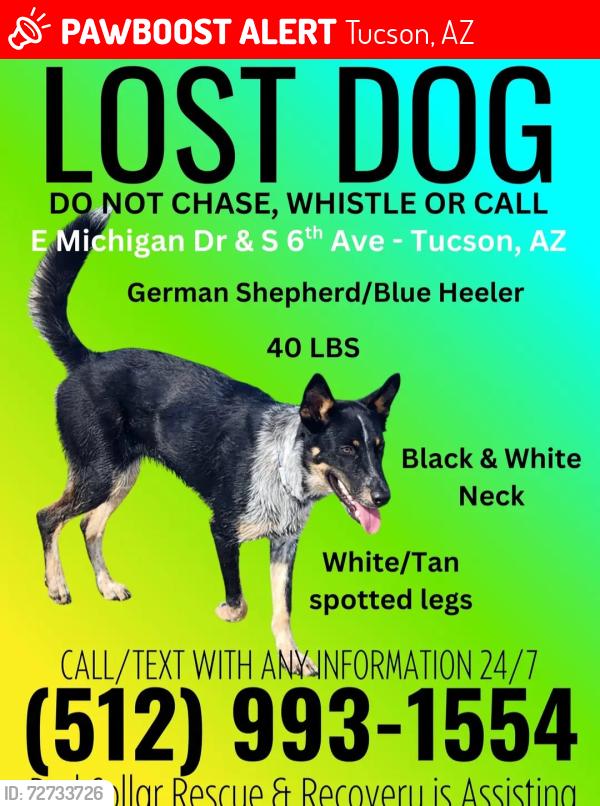 Found/Stray Male Dog last seen E Michigan Dr., Tucson, AZ 85714