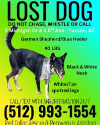 Found/Stray Male Dog last seen E Michigan Dr., Tucson, AZ 85714