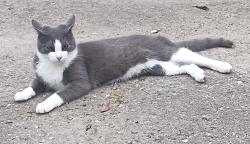 Lost Male Cat last seen Foothill blvd and grove wy, Hayward, CA 94541