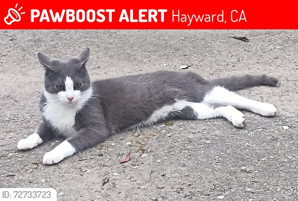 Lost Male Cat last seen Foothill blvd and grove wy, Hayward, CA 94541
