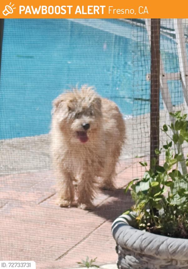 Found/Stray Unknown Dog last seen Fowler and California , Fresno, CA 93727