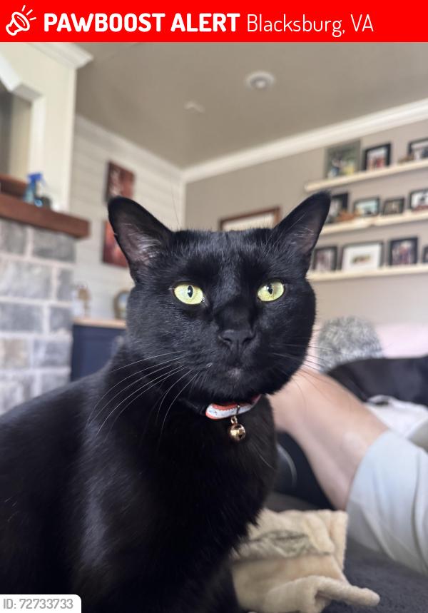 Lost Male Cat last seen South Main Street, Blacksburg, VA 24060