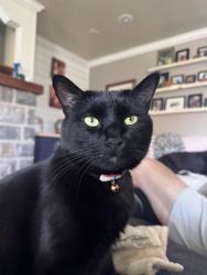 Lost Male Cat last seen South Main Street, Blacksburg, VA 24060