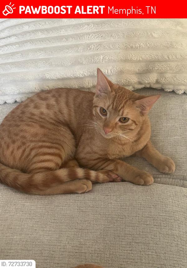 Lost Male Cat last seen Near Oakridge Dr memphis, TN 38111, Memphis, TN 38111