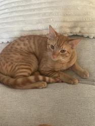 Lost Male Cat last seen Near Oakridge Dr memphis, TN 38111, Memphis, TN 38111