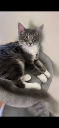 Lost Female Cat last seen Snell, San Jose, CA 95136