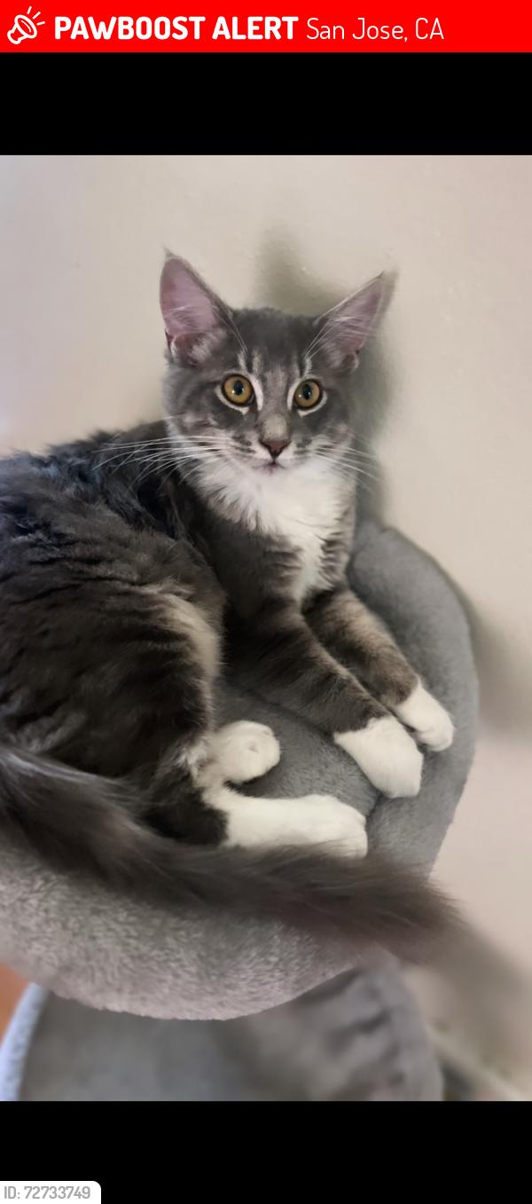 Lost Female Cat last seen Snell, San Jose, CA 95136