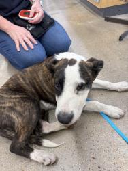 Found/Stray Female Dog last seen Pappas BBQ, Houston, TX 77061