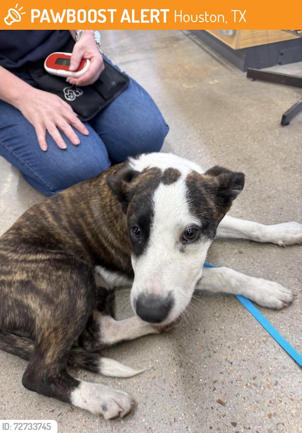 Found/Stray Female Dog last seen Pappas BBQ, Houston, TX 77061
