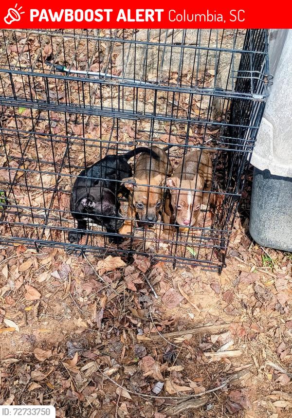 Lost Female Dog last seen Near Williamsburg Dr, Columbia, SC 29203