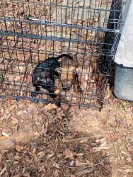 Lost Female Dog last seen Near Williamsburg Dr, Columbia, SC 29203