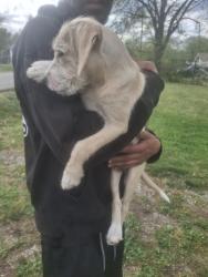 Found/Stray Female Dog last seen Monroe St Clarksville TN, Clarksville, TN 37040