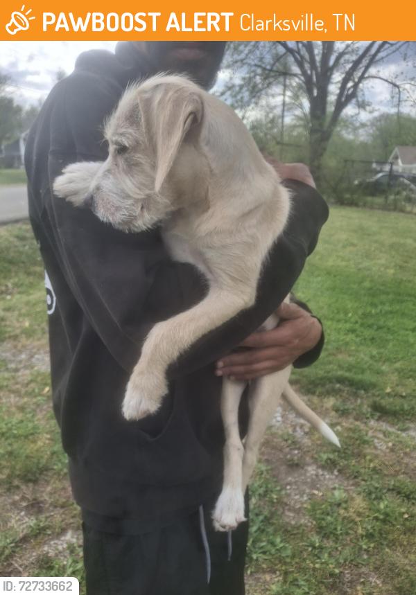 Found/Stray Female Dog last seen Monroe St Clarksville TN, Clarksville, TN 37040