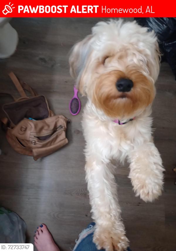 Lost Male Dog last seen Walmart Homewood al, Homewood, AL 35209