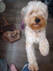 Lost Male Dog last seen Walmart Homewood al, Homewood, AL 35209