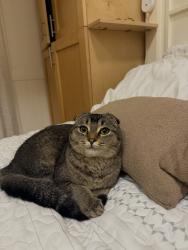 Lost Female Cat last seen Cassia road, El Camino real , Carlsbad, CA 92011