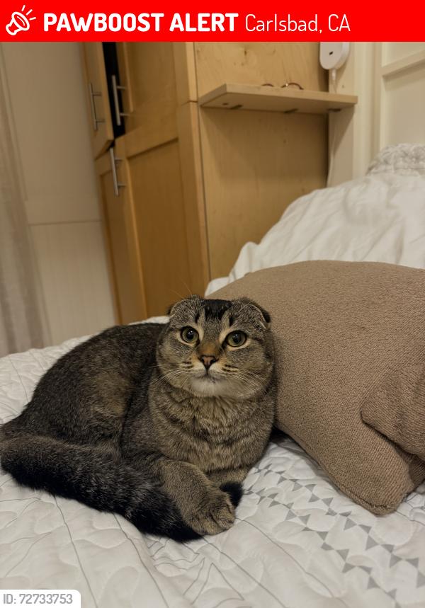 Lost Female Cat last seen Cassia road, El Camino real , Carlsbad, CA 92011