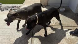 Found/Stray Unknown Dog last seen Tony Harper, El Paso, TX 79938