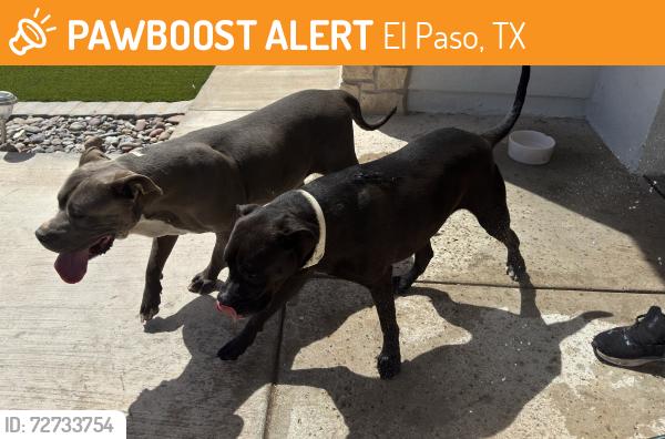 Found/Stray Unknown Dog last seen Tony Harper, El Paso, TX 79938