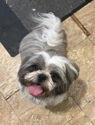 Lost Male Dog last seen Bayless and union rd St. Louis , St. Louis, MO 63125