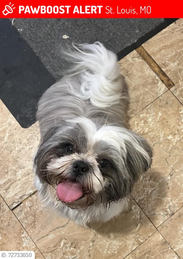 Lost Male Dog last seen Bayless and union rd St. Louis , St. Louis, MO 63125