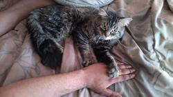 Lost Male Cat last seen Red Roof Inn, Moraine, OH 45439