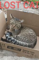 Lost Male Cat last seen Grove and castro valley blvd, Castro Valley, CA 94552