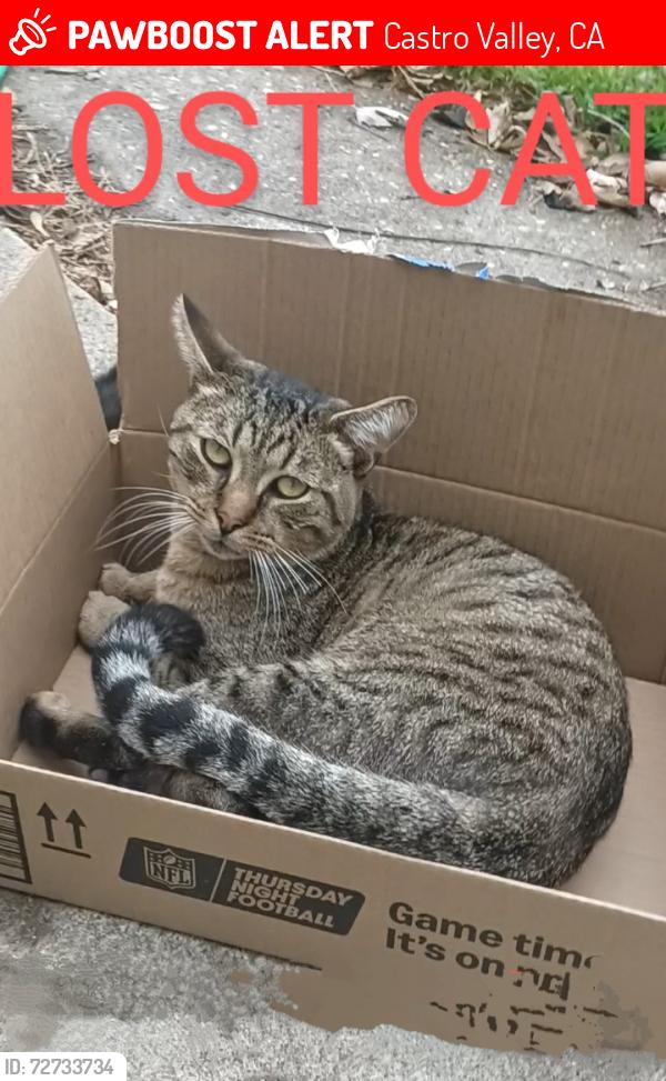 Lost Male Cat last seen Grove and castro valley blvd, Castro Valley, CA 94552