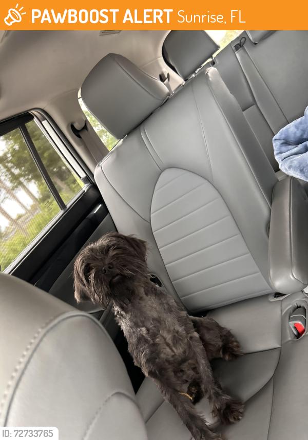Found/Stray Female Dog last seen Hiatus , Sunrise, FL 33351