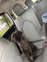 Found/Stray Female Dog last seen Hiatus , Sunrise, FL 33351