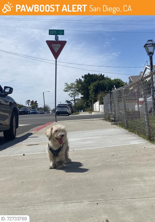 Found/Stray Male Dog last seen Corner of intersection - Dog going back and forth between corner houses, San Diego, CA 92113