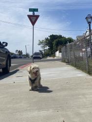 Found/Stray Male Dog last seen Corner of intersection - Dog going back and forth between corner houses, San Diego, CA 92113
