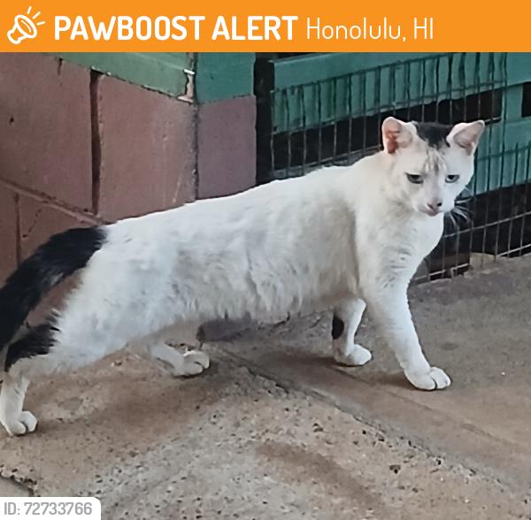 Found/Stray Unknown Cat last seen N School St, Honolulu, HI 96819