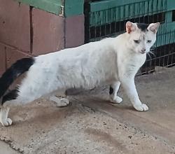 Found/Stray Unknown Cat last seen N School St, Honolulu, HI 96819