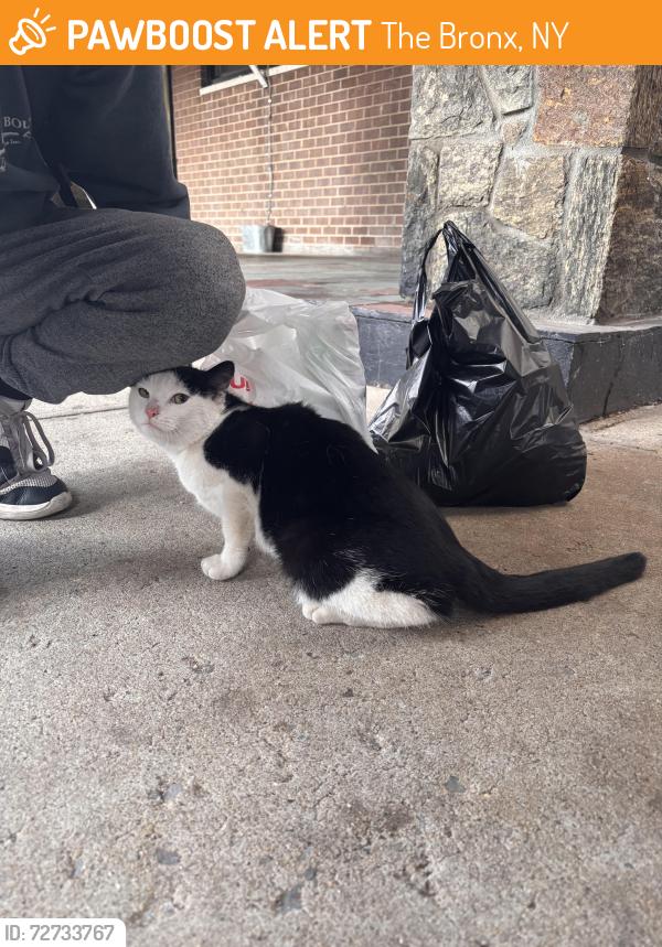 Found/Stray Male Cat last seen Cruger & s oak dr, The Bronx, NY 10467