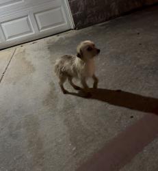 Found/Stray Unknown Other last seen Ella BLVD. , Houston, TX 77090