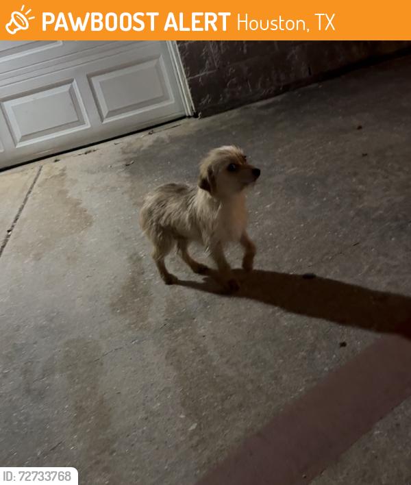 Found/Stray Unknown Other last seen Ella BLVD. , Houston, TX 77090