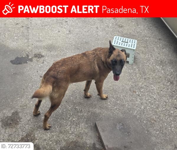 Lost Female Dog last seen SPACE CENTER VISTA, Pasadena, TX 77505