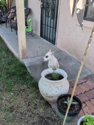 Found/Stray Female Dog last seen Griegos, Albuquerque, NM 87107