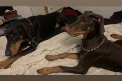 Lost Male Dog last seen Lincoln/oliver, Wichita, KS 67218