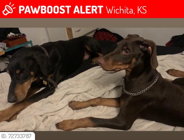 Lost Male Dog last seen Lincoln/oliver, Wichita, KS 67218
