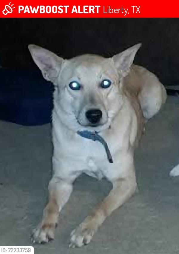 Lost Female Dog last seen Liberty park, Liberty, TX 77575