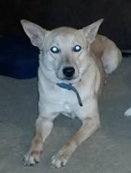 Lost Female Dog last seen Liberty park, Liberty, TX 77575
