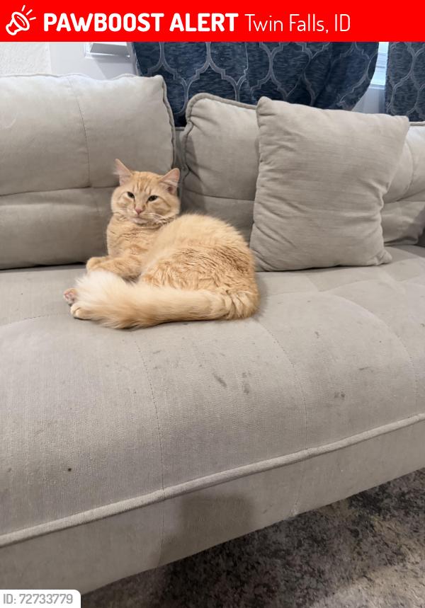Lost Male Cat last seen Twins fallas , Twin Falls, ID 83301