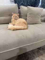 Lost Male Cat last seen Twins fallas , Twin Falls, ID 83301