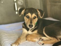 Shelter Stray Male Dog last seen , San Pedro, CA 90731