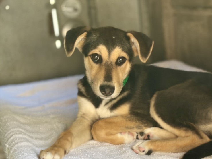 Shelter Stray Male Dog last seen , San Pedro, CA 90731