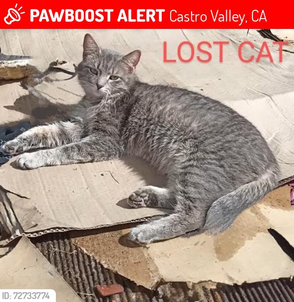 Lost Female Cat last seen Castro valley bld amd grove way, Castro Valley, CA 94552