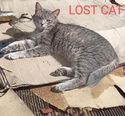 Lost Female Cat last seen Castro valley bld amd grove way, Castro Valley, CA 94552